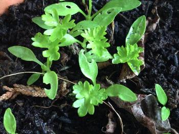Tiny parsley plants.