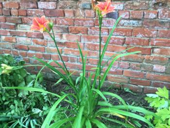 Two day lilies 