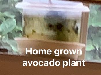 Home grown avocado plant 