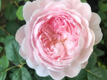 Photo of pink rose and green foliage 