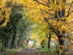Autumnal tree tunnel on a green lane