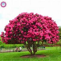 Large rhododendron tree covered in pink flowers.