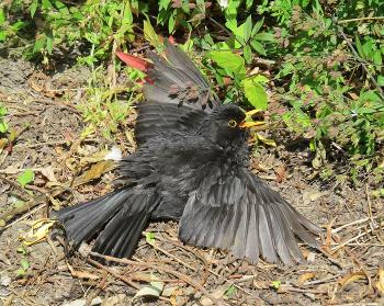 Blackbird sunning.