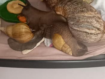 The first day I had the large snail ..now gone to a new home and the rest passed away
