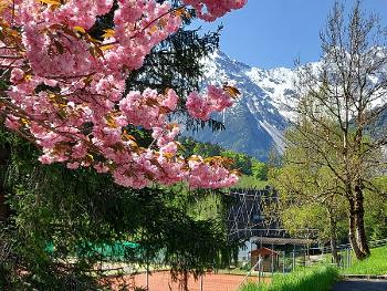 Cherry Blossom & Mountains