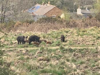 Boars by the path. 
