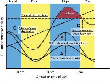 Natural dopamine cycle and the effects of sleep deprivation