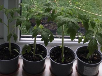 Tomato plants.