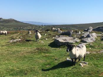 Sheep on Dartmoor 