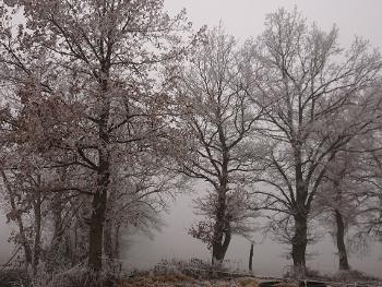 Frosty trees in winter