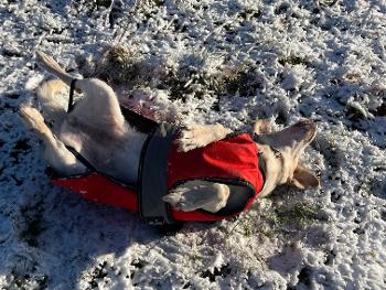 Dog rolling in snowy field