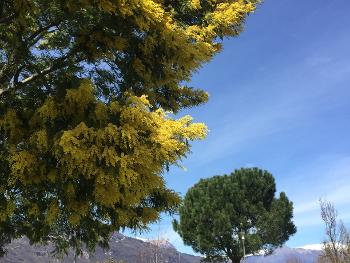 Acacia on Como lake Italy 