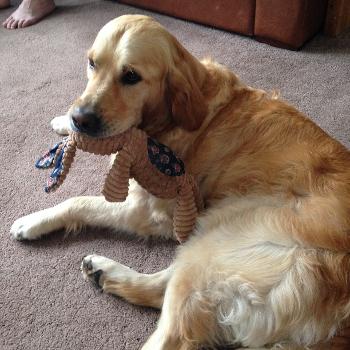 Golden retriever with toy 