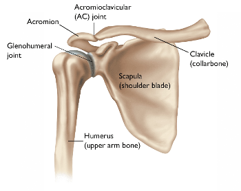 Shoulder joint & bones, including the Scapula (shoulder blade), the Humerus, & Clavicle