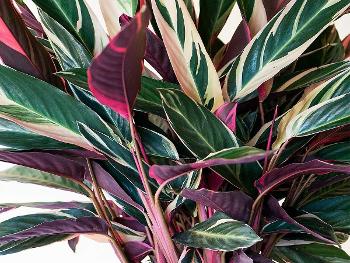 A plant with beautifully colored green, maroon, and cream leaves.