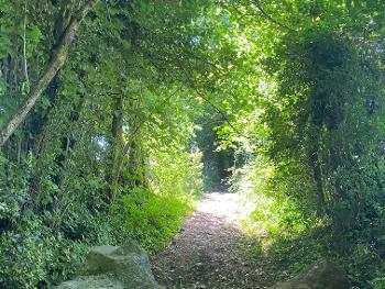 Shady bridleway with a muddy path and lots of bright green trees