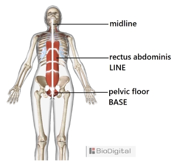 Base-Line pelvic floor rectus abdominis muscles, the key to feeling your midline.