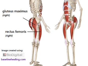 gluteus maximus,  rectus femoris the main muscles for the legs 