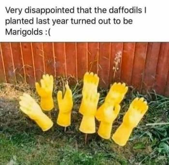 Daffodil joke!