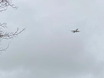 Airplane on a grey day with trees 