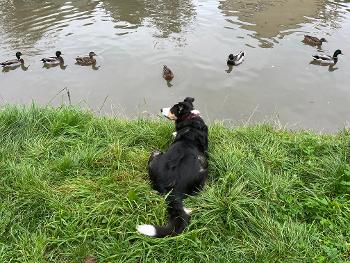 Dog watching ducks