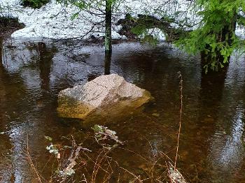 Partially submerged stone. A puddle that used to be snow. Trees in it up to their ankles.