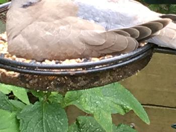 Young collared dove 