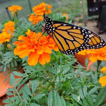 Monarch Butterfly getting ready to migrate to Mexico!