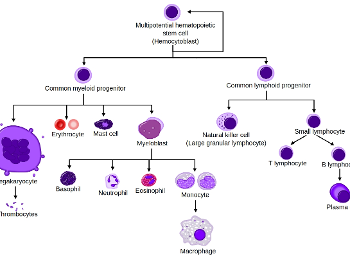 B,T cells are from lymphoid SC line. Myeloid SC line makes RBCs, platelets and other WBCs