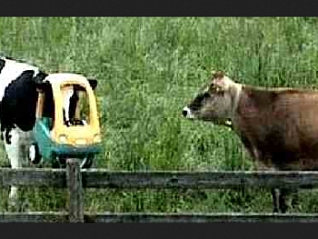 car on cow