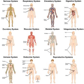 Systems of the body.