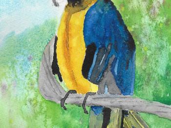 A painting of a blue and yellow macaw.  