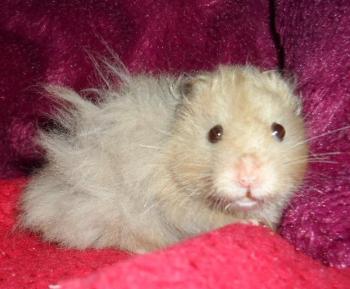Hairy hamster