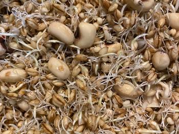 Sprouted barley and black eyed peas