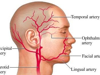 Arteries in head 