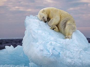 Sleepy polar bear 