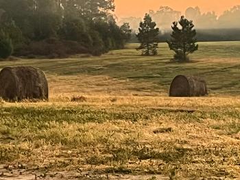 Hope in sunrise at the farm