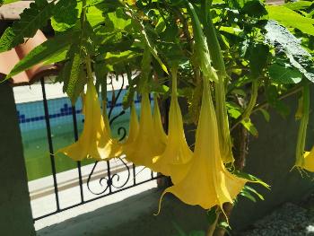 Yellow Flowers in Turkey