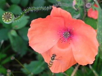 A colour photo of a poppy with a Marmalade hoverfly on it. 