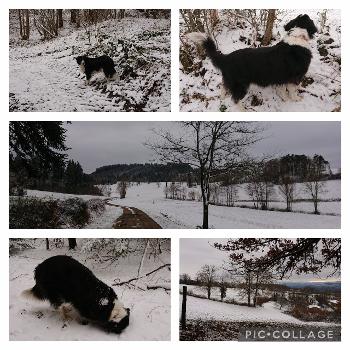 Dog enjoying snow-dusted tracks, fields and forest in France 