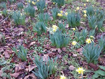 Daffodils in January!