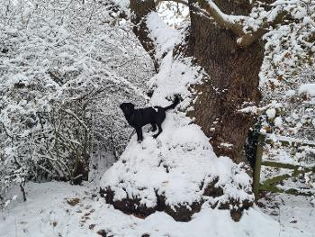 Millie in the snow