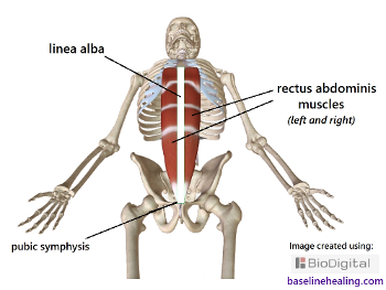 rectus abdominis & midline linea alba. connecting the pelvis to the chest.
