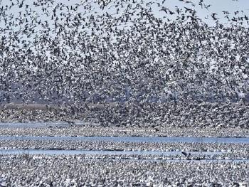 Canadian geese taking flight