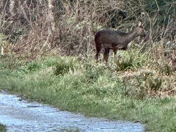 Deer at dusk