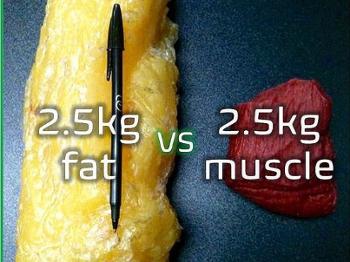 Fat vs muscle 