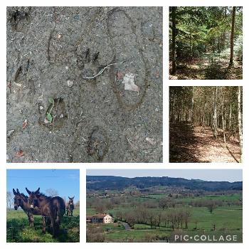 Animal tracks and forest paths, donkeys and distant views