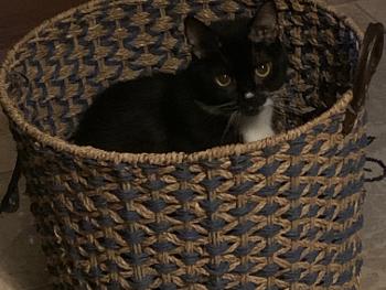 Kitty loves my laundry basket