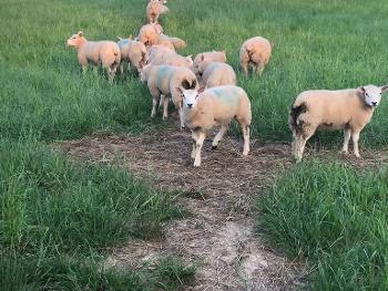 Sheep on path