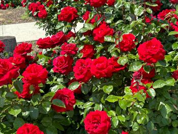 Spring roses at the university rose garden last week.